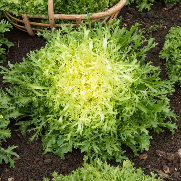 Potagères - Chicorée Frisée Très Fine Maraîchère 3 - face recto